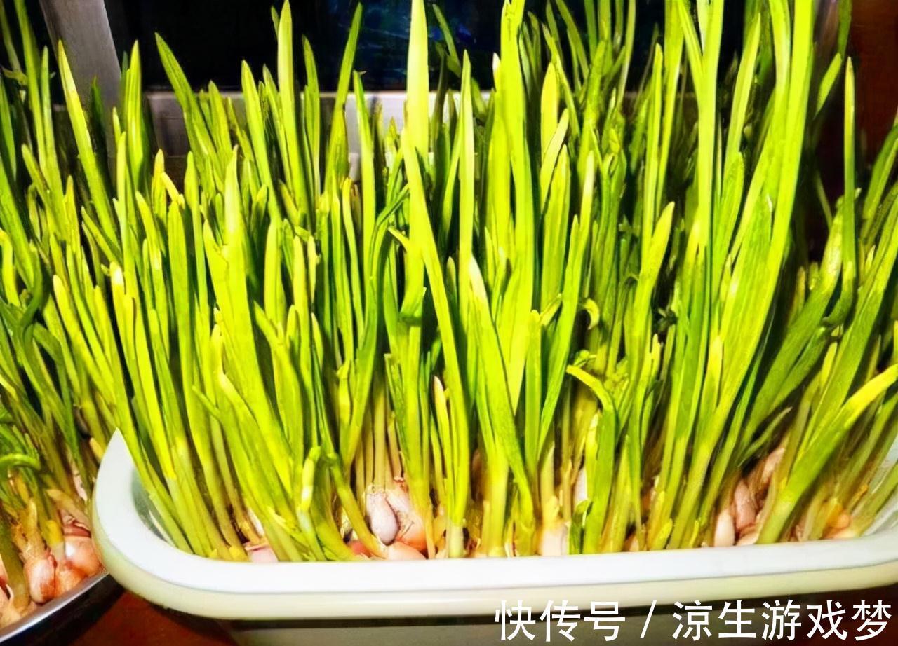 根系|9种蔬菜根别扔掉，15天变盆景，吃不完就留着欣赏