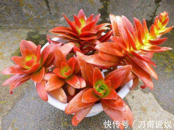 养多肉5年，告诉你4种“多肉”值得养，秋天晒一晒，10天变彩色