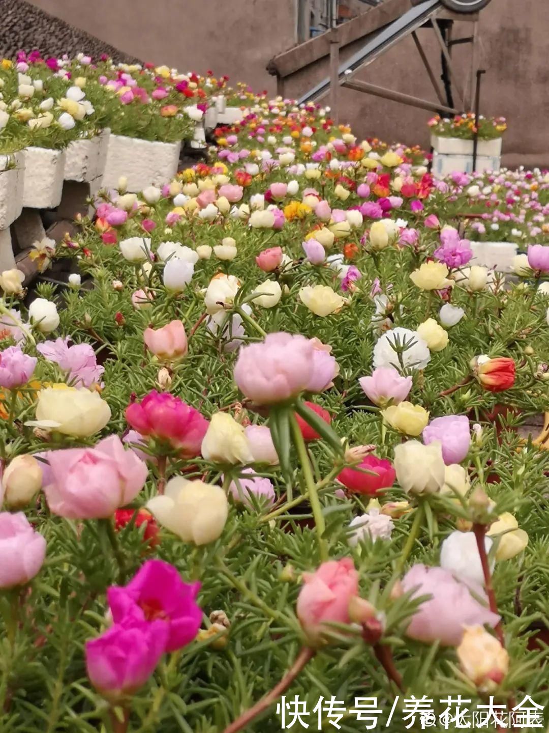 7种“落地生根”花，春天多插几棵，成活率特别高