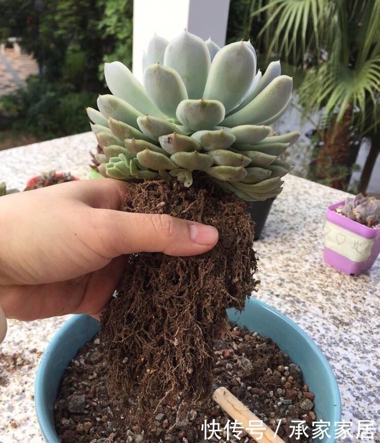  搞不好|换盆不能随便换，搞不好就害了心爱的它，爱它从学会换盆开始