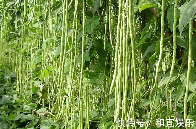 豇豆|人到中年要会吃,四种食物经常吃,延缓衰老,美容养颜,早吃早好