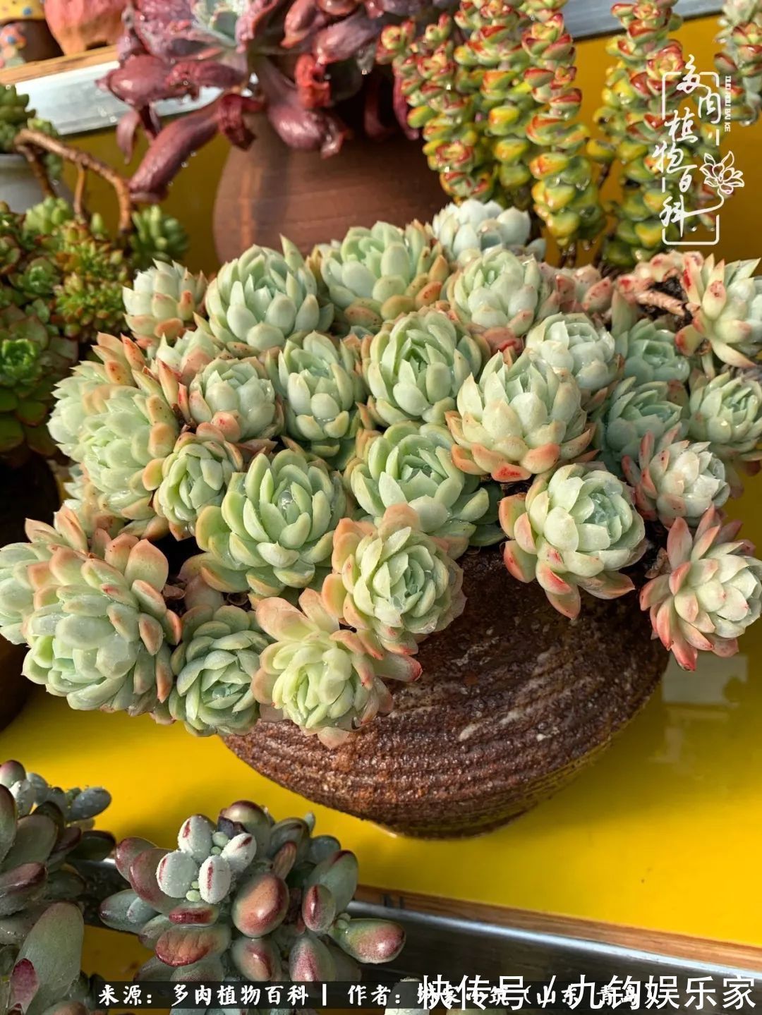 多肉住进暖棚，坦然越冬，放肆浇水，这个冬天有点甜！