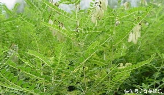 中药材|乡下一种珍贵草,人称“黄人参”,地下根茎是宝贝,看到别忽视