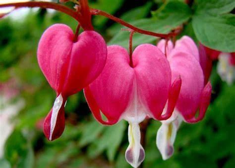 养花试试这几款,花期尽量减少太阳光照射,维持荫凉自然环境