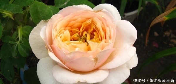 月季花|要养月季,推荐这9个品种,开花多多,又美又香,一年四季有花赏