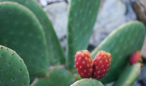 肛周湿疹|痔疮肉球疼痛怎么办?痔疮的克星帮你快速根除,从此不再复发!