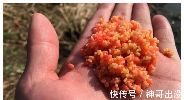 泡酒米|自己怎么泡酒米？别相信网上的秘方，满足这2点要求就够了