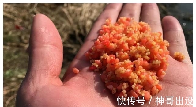 自己怎么泡酒米?别相信网上的秘方,满足这2点要求就够了