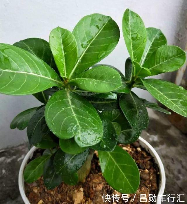 养花不会浇水吗?“六大口诀”记心间,养啥都能长得旺