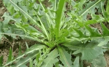 肿瘤|农村一种野菜,常吃可防备肿瘤、加强人体免疫力,很珍贵