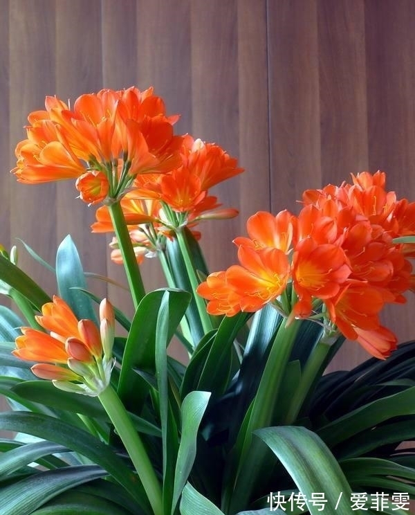 养护君子兰用些“大补肥”,不花钱,花卉也能长得“翠绿无比”