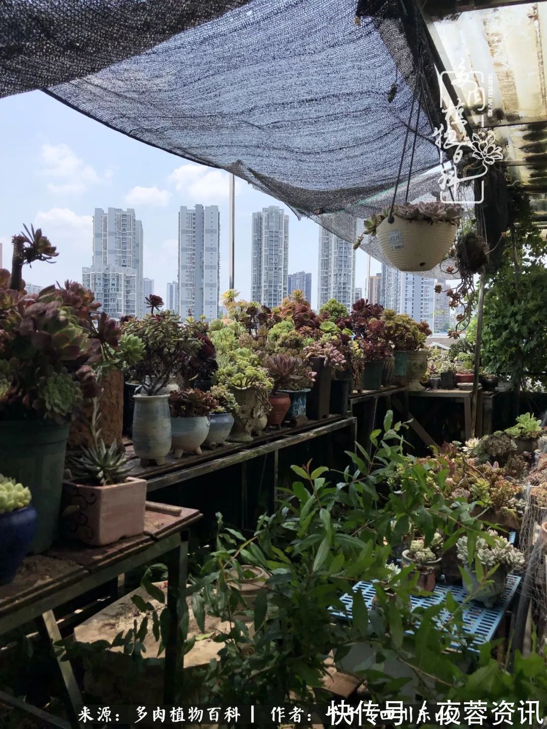 夏天|夏天日晒雨淋,秋老虎来势汹汹,你的多肉准备好逆袭了吗