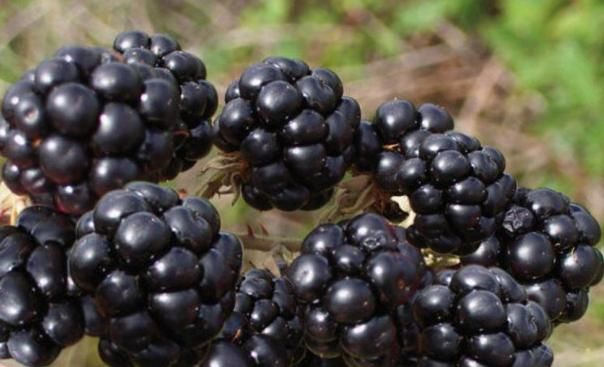 女性不想早衰老，保护子宫是关键，每天拿它当零食，常食健康相伴