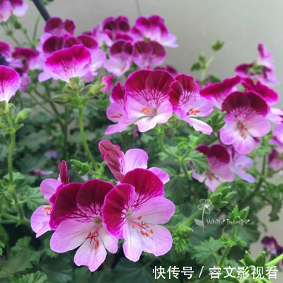 阳台种了30多种天竺葵,美不胜收,客人来了都舍不得走