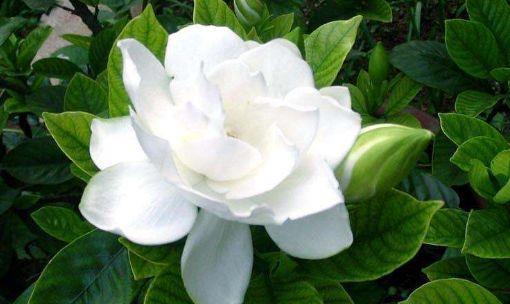 花量|超优秀的4种花,全年开花,花量丰富,阳台变花园!