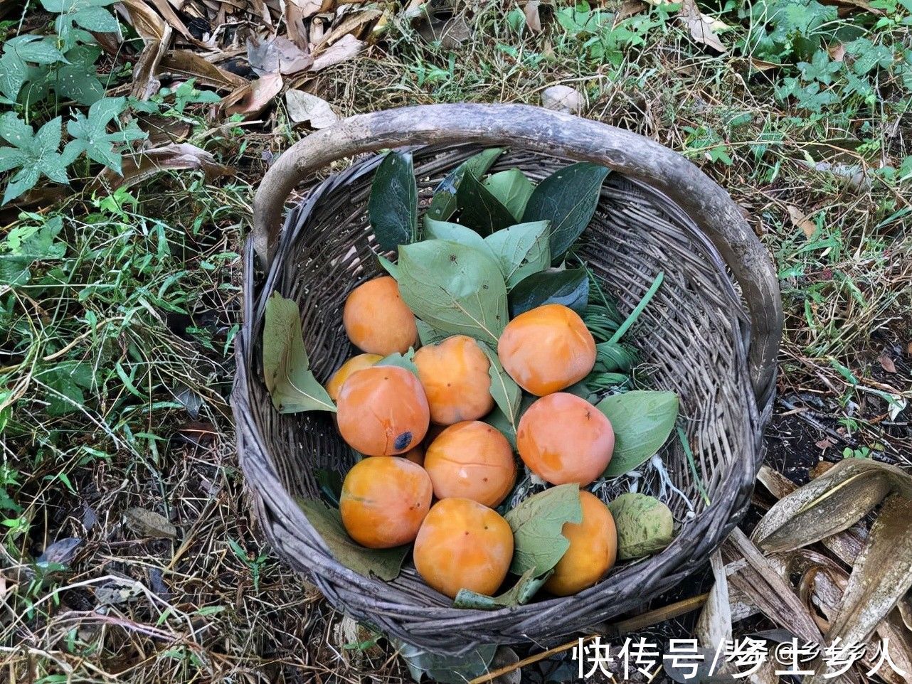 九月十八霜降,俗语“霜前霜,米如糠;霜后霜,谷满仓”,啥意思