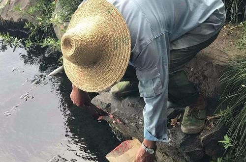 泛滥成灾|作为食物引进我国,却因寄生虫高达6千条被禁,见到请立即除掉