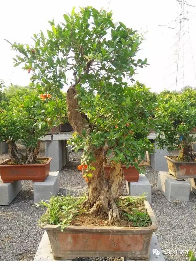 1种果树剪根枝,插土里就活,当年就能挂果,压弯枝!