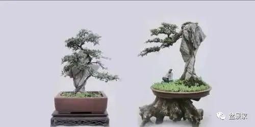 张光前和他30年的盆景生涯