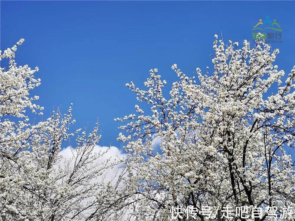 神仙包|春天第一站就去这里！醉春天之川西花海、雪山、冰湖七天之旅