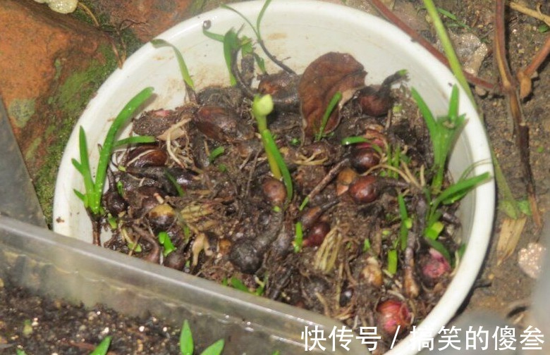 这九种花，随便扔土里，就能长成一片，开花不断