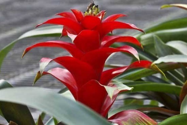 金铖木|财神爷最喜欢的几种花,最适合养在家中,能够改善家里的气运!