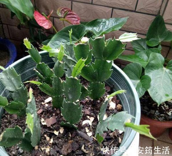 养殖蟹爪兰得注意分阶段施肥，摸清2点，在家制肥养好花