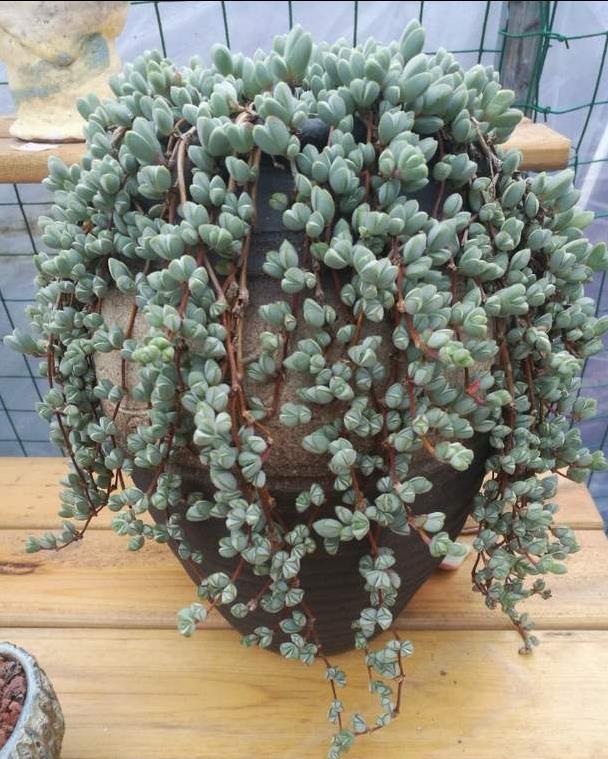 五种多肉,倒吊着,枝条流出花盆,一道“肉窗帘”