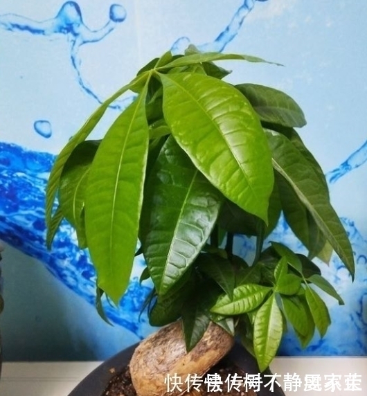 养发财树,浇水有“诀窍”,2种“酸水”换着浇,叶片不黄长势旺