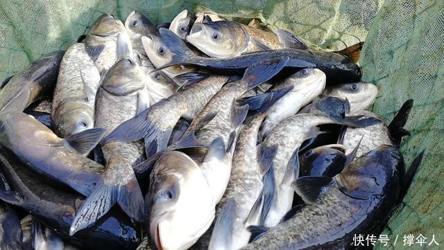 钓鱼新手要养成的四个好习惯,让你渔获翻倍---皇禾钓具