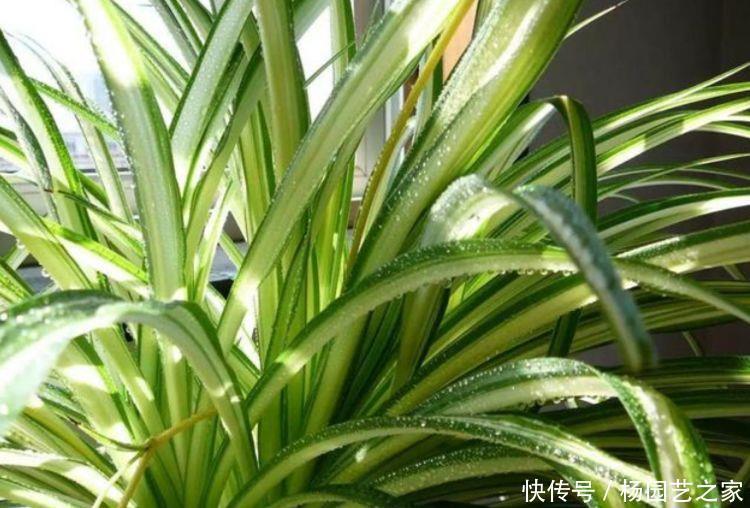 叶杯|4种花养家里,旺运又招财,财源滚滚,养在阳台极美了