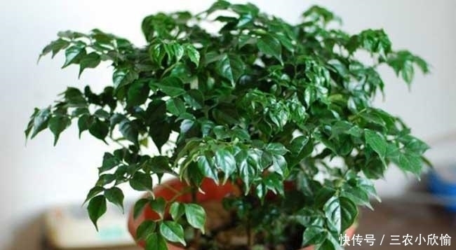 幸福树的冬季养护很简单, 注意这几点就能避免黄叶, 保持叶片常绿