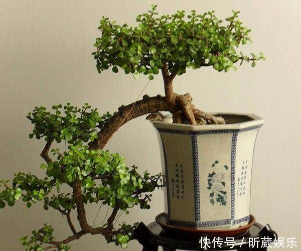 金枝玉叶使劲晒太阳，枝干木质化，养成盆景价值翻倍