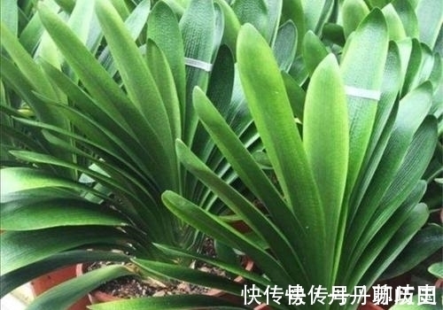 小苗|家里养君子兰,出现3个特征,基本和开花无缘,别忽视!