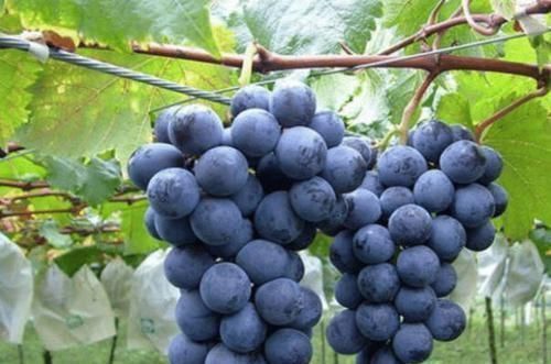 红血细胞|在怀孕后, 孕妈可以多吃这几种水果, 宝宝出生后皮肤白嫩, 别错过