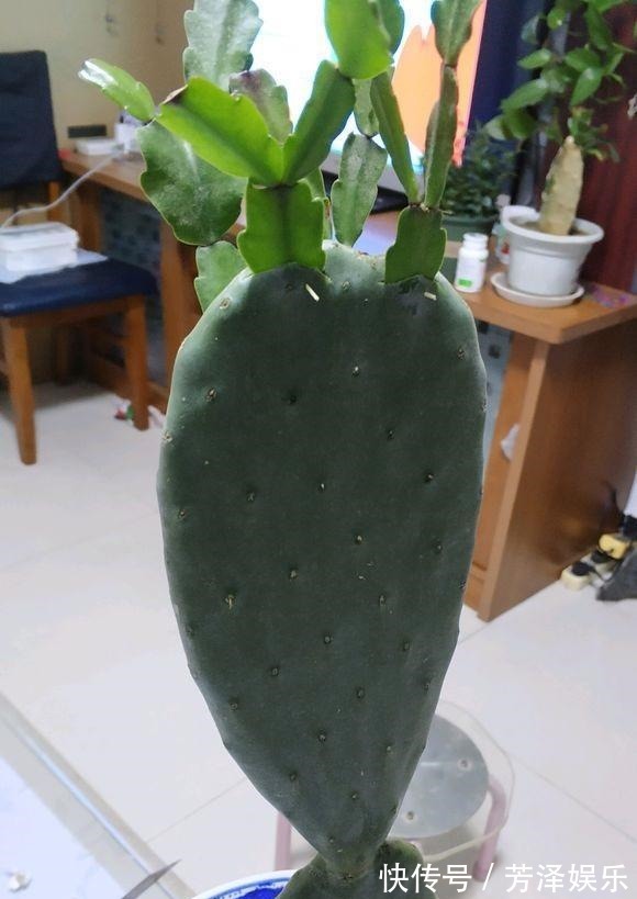 蟹爪兰接仙人掌，这么做“伤口”很快愈合，花开艳丽