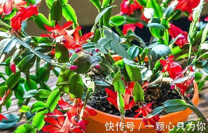 1种溶液养蟹爪兰,养分充足,开花满盆