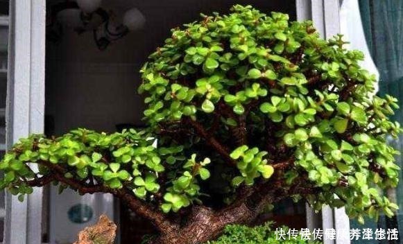 小事|金枝玉叶特好养,3个“小事”做对了,枝粗叶肥,1年变老桩!