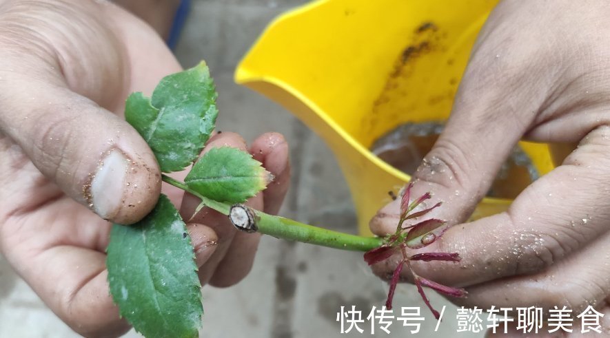 养花2种扦插方法，掌握“关键点”，扦插不再难，扦插一棵活一棵