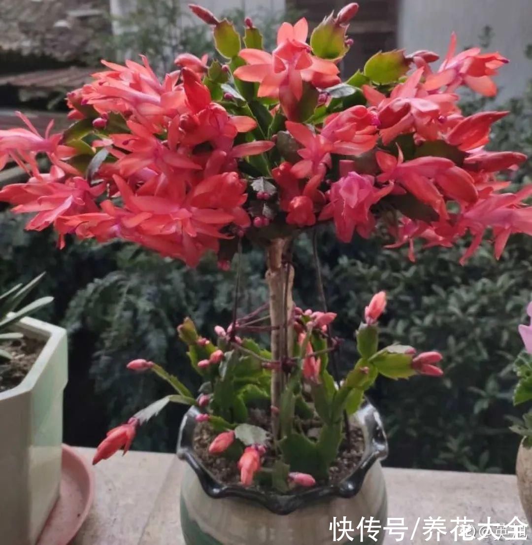 冬天好养的花，皮实不娇气，颜值高上档次，咋养都开花