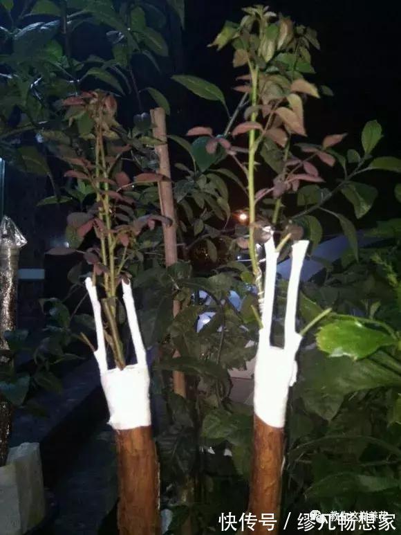 月季养成树，开花一团团，轻松开成大花球，阳台也能养得好！