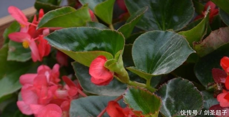 四季海棠这样养,一年365天四季开花,天天都可以赏花