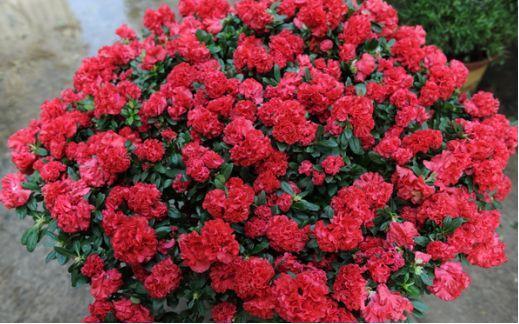 夏季养杜鹃花,有“5个”窍门,不掉一片叶,枝叶茂盛,开花超多