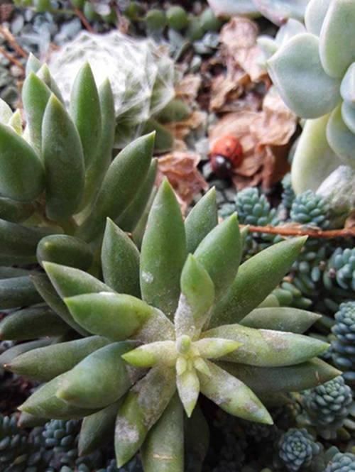 春天养多肉，3月“四预防”，多肉长得精神，“无病无虫”状态棒