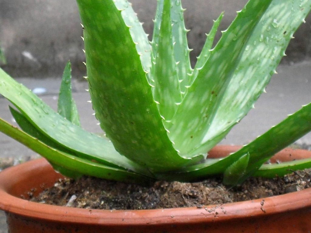 安置|养花人不可不知的知识盆栽此3款绿植,旺家旺人