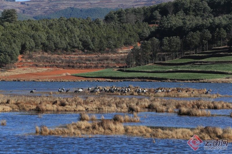 昭通市|云南：巧家马树湿地栖息黑颈鹤达169只