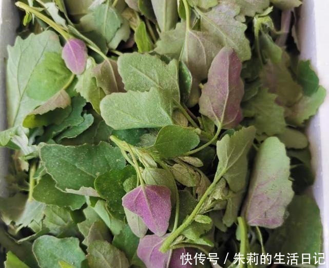 灰灰菜|它是菜又是药，路边“补钙库”，钙是鸡肉的7倍，补钙质，长个头