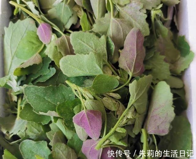 灰灰菜|它是菜又是药,路边“补钙库”,钙是鸡肉的7倍,补钙质,长个头