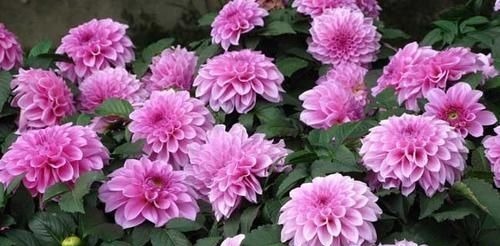 阳台再小，也要养2种花，耐寒又耐热，简单好养，美丽浪漫！