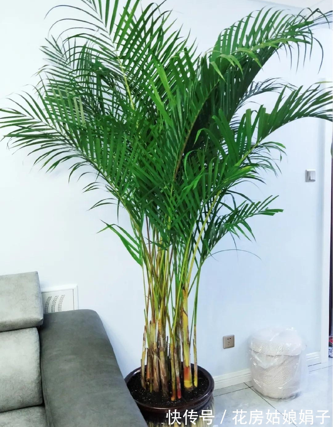 橡皮树|8种观叶植物，耐阴耐旱好养活，30天不晒太阳不浇水，活的很好